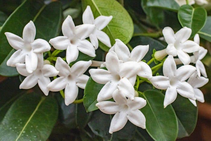 Stephanotis Plants