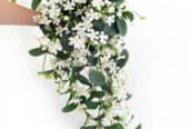 Stephanotis Plants