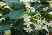 Stephanotis Plants