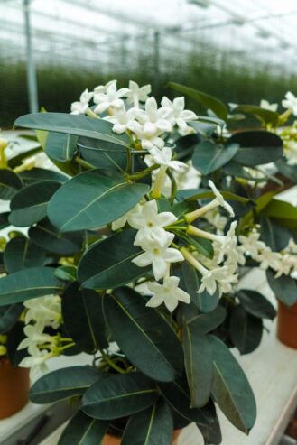 Stephanotis Plants