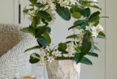 Stephanotis Plants