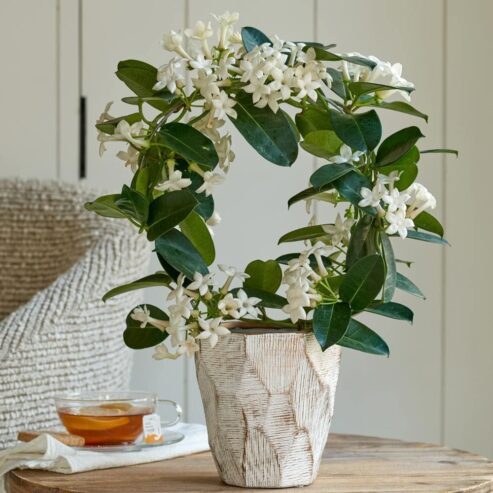 Stephanotis Plants