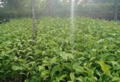 Tea Plants