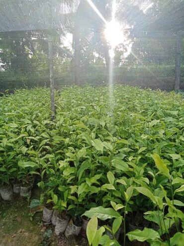 Tea Plants