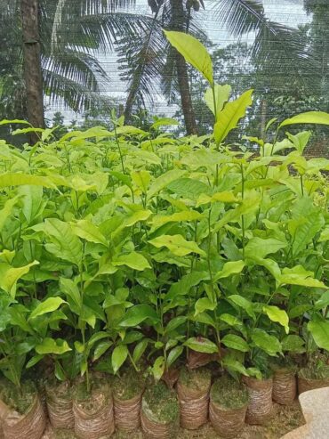 Tea Plants