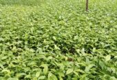 Tea Plants