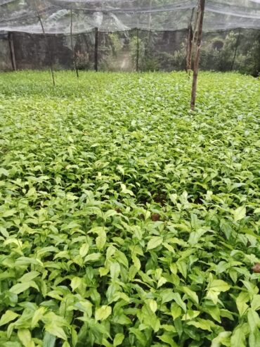 Tea Plants