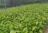 Tea Plants