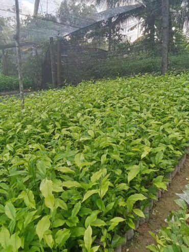 Tea Plants