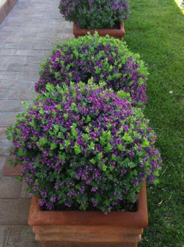 Westringia Deep Purple Plants