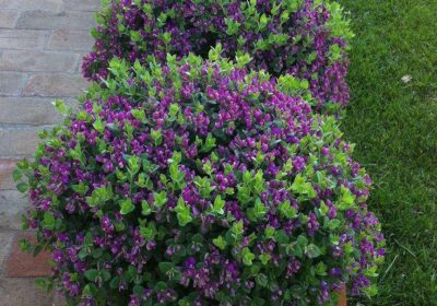 Westringia-Deep-Purple-Plants-2