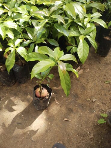 Avocado Plants