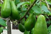 Avocado Plants