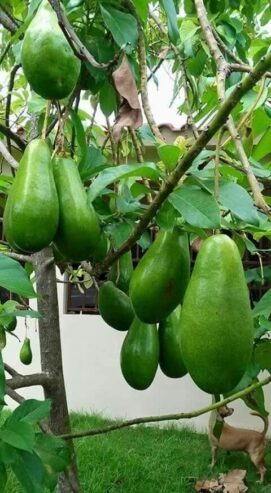 Avocado Plants