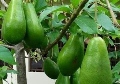 avocado-plants-2