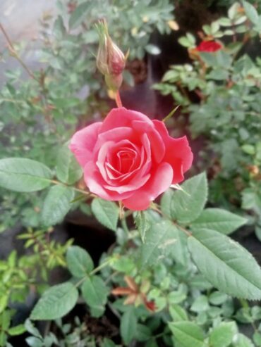 10 Pcs Baby Rose Plants