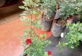 10 Pcs Baby Rose Plants