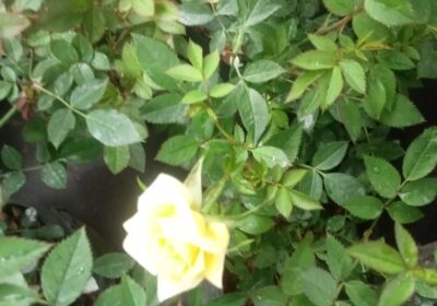 baby-rose-plants-5