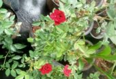 10 Pcs Baby Rose Plants