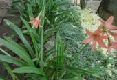 Barbados Lily Plants