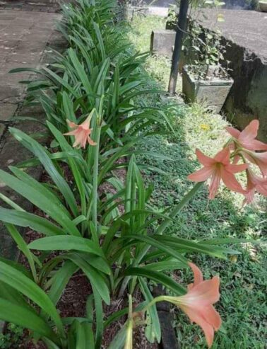 Barbados Lily Plants