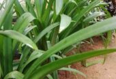 Barbados Lily Plants