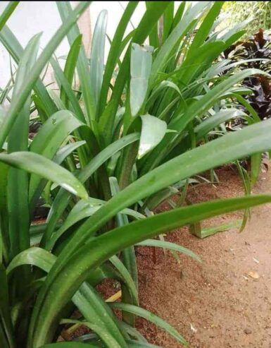 Barbados Lily Plants