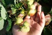 Fresh Strawberry Plants