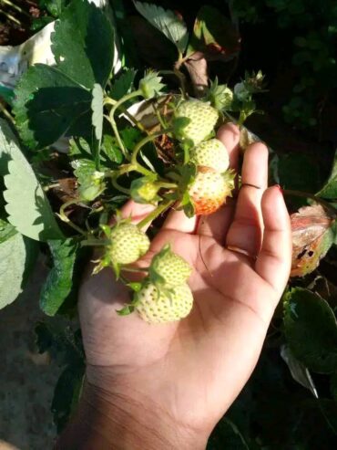 Fresh Strawberry Plants