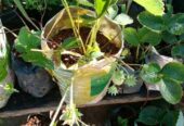 Fresh Strawberry Plants