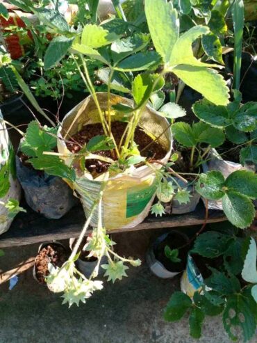 Fresh Strawberry Plants