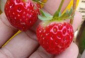 Fresh Strawberry Plants