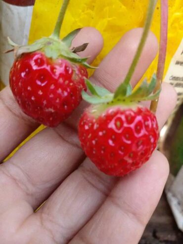 Fresh Strawberry Plants