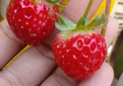 fresh-strawberries-4