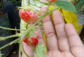 Fresh Strawberry Plants