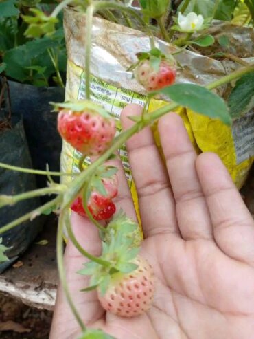 Fresh Strawberry Plants