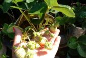 Fresh Strawberry Plants