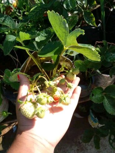 Fresh Strawberry Plants