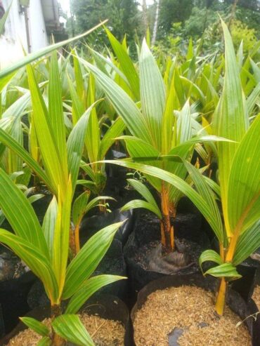 King Coconut Small Plants