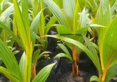 king-coconut-small-plants-1