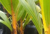 King Coconut Small Plants