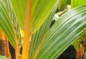 King Coconut Small Plants