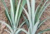 Pineapple Plants in Hanwella