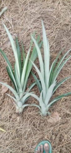 Pineapple Plants in Hanwella