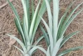 Pineapple Plants in Hanwella