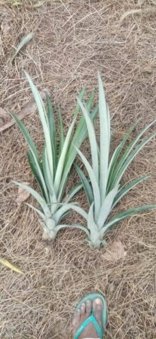 Pineapple Plants in Hanwella