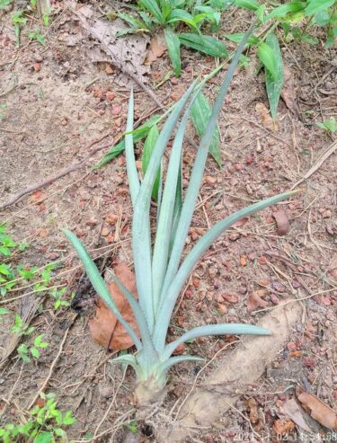 Pineapple Plants