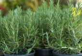 Rosemary Plants