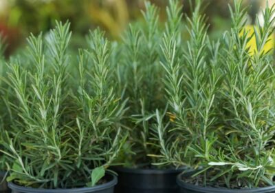 rosemary-plants-2