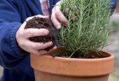 Rosemary Plants